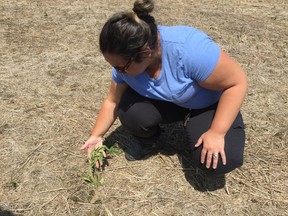 Kassandra Boddie, stewardship and outreach technician with Kettle Creek Conservation Authority, shows off one of 2,000 wildflower plugs that were recently planted adjacent to the Dalewood Conservation Area by the conservation authority’s environmental youth corps. (Laura Broadley/Times-Journal)