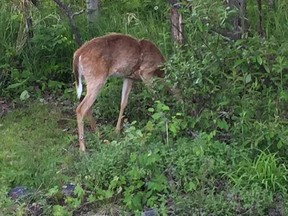 West Ferris homeowners are concerned about a deer that is reported to have a band around its belly. They fear that without help to remove it the animal will starve.