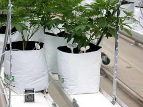 Chatham-Kent is preparing for new and relaxed legislation from the federal government surrounding the use of marijuana. A forum on Monday heard that recreational cannabis would be allowed in private residences, as well as the outdoors of those properties, but not in any public spaces in the municipality. The photograph shows the cultivation of cannabis at a Petrolia-area production facility in May. John Phair/Special to Postmedia Network