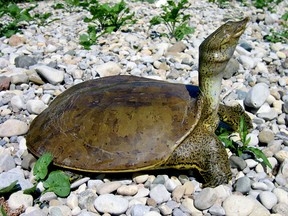 A spiny softshell turtle, one of seven species of turtle listed as endangered in Ontario. (Photo courtesy the Upper Thames River Conservation Authority)