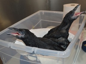 Gloria Morissette feeds a pair of orphaned ravens at the Turtle Pond Wildlife Centre near Blezard Valley. (Jim Moodie/Sudbury Star)