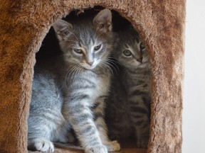 A pair of kittens dubbed Dusty and Silver -- one male, one female -- gaze out from a climbing tower Wednesday at the new location of Whiskers Kitty Cat Shop on Edna Street. The two arrived in Sudbury earlier this spring inside an excavator that was hauled north from Toronto, and both are now available for adoption -- as a duo. (Jim Moodie/Sudbury Star)