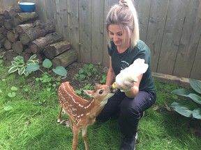 Taylor Miller feeds one of two young fawns currently housed at Another Chance Wildlife Rehabilitation in St. Thomas. The centre is concerned with the amount of people calling in about fawns they believe are abandoned, which isn’t usually the case. (Laura Broadley/Times-Journal)