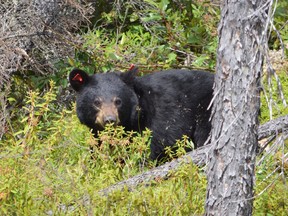 A black bear released north of Sudbury last summer looks for food in the bush. (Jim Moodie/Sudbury Star)