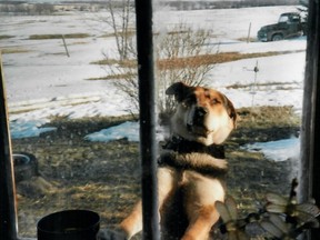 This family dog was shot during a break and enter near Beaverdam.