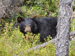A bear looks for food in the bush