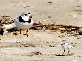 An adult piping plover keeps an eye on one of its two-day-old chicks at Sauble Beach on Friday, June 15, 2018. DENIS LANGLOIS/THE SUN TIMES