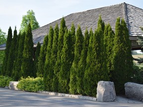 Supplied photo
Evergreens make a great screen or permanent hedge; large evergreens like spruce, pine and fir provide privacy and nesting areas for song birds.