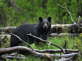 A Northern Ontario bear hunt outfitter is feeling left out after being advised that he must soon begin providing paperwork to the Ontario Ministry of Natural Resources online with a computer. Willy Woodfine said he is worried because he lives in a remote hunt camp where there is no Internet service and he has never used a computer.