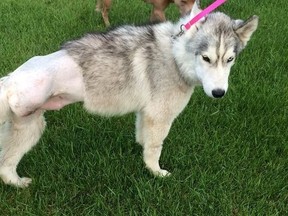 Tank, a Siberian Husky, lost his leg after being shot near Ardmore.