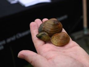 Dr. Todd Morris, a research scientist with the Department of Fisheries and Oceans Canada, holding both a male and female Northern Riffleshell and a young Snuffbox mussel. Both species are globally at risk and occur in only two rivers in Canada, including the Sydenham. (Fallon Hewitt/The Daily News)