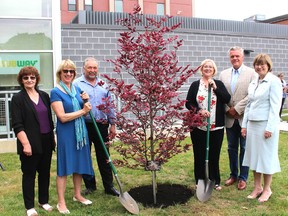 A tri-colour beech tree, which was planted at both the Chatham and Wallacburg CKHA campuses, signifies CKHA's new single corporation while paying tribute to the former Public General, St. Joseph and Sydenham District hospitals. Pictured during the ceremonial planting on Wednesday, June 20, 2018 in Chatham, Ont., are, from left:  Gaye Thompson, board chair, Foundation of CKHA, CKHA board members Sharon Pfaff, Brian Glover, Deb Hook and Greg Aarssen, board chair, along with Lori Marshall, president and CEO, CKHA. (Ellwood Shreve/Chatham Daily News)