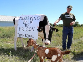 Jeff Peters, a prison farm advocate with the cow Morning Joy, a descendant of the Joyceville Prison Farm cow herd with Billy, a seven-week-old Nubian goat held by Kaitlyn Perry prior to Correctional Service Canada announcing the return of the prison farms at Collins Bay and Joyceville Institutions on Thursday at Joyceville. Ian MacAlpine/Kingston Whig-Standard