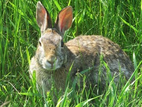 Eastern cottontail rabbits are herbivores and will live up to three years in the wild. They are known taxonomically as lagomorphs. (Paul Nicholson/Special To Postmedia News)