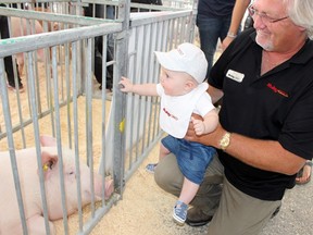 Barry Ruby gives his six-month-old grandson, Carter, an up-close look at the live hog show during the Ontario Pork Congress on Thursday, June 21, 2018 in Stratford, Ont. (Terry Bridge/Stratford Beacon Herald)