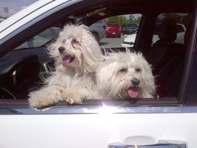 Postmedia file photo
The Ontario SPCA Sudbury & District Animal Center is joining efforts to educate people about the dangers of leaving pets unattended in vehicles.