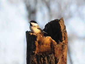 DHT FILE PHOTO
A black-capped chickadee gathers some breakfast along the trails near South Bear Creek in this file photo. Residents are being invited to learn more about the plants and animals in their own backyard on Sunday at a Bio Blitz at South Bear Creek.