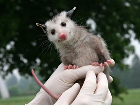 The Virginia opossum licks away up to 5,000 ticks per season through meticulous grooming and in the process also destroys Lyme disease causing bacterium. (Blanka Jordanov/Special to Postmedia News)