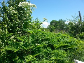 A giant hogweed plant is shown in a Nature Conservancy of Canada handout photo.