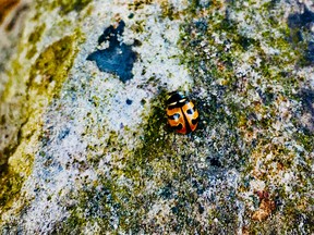 Outdoors photo ladybug