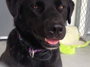 Joe, a lab mix rescued from a remote community in Northwestern Ontario, receives shelter and treatment at the SPCA in Sudbury, with help from the vet tech program at College Boreal. He is now being fostered by a would-be adopter. (Sudbury Star)