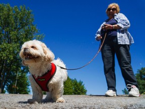 Luke Hendry/The INtelligencer
Buddy, an eight-year-old Shih Tzu, surveys Belleville's George Street boat launch with his owner, Cheryl Boyle, of Belleville Monday. The waterfront was busy as the week began with a clear, sunny sky. Expect more of that this week — with the exception of rain Wednesday — as summer takes hold.