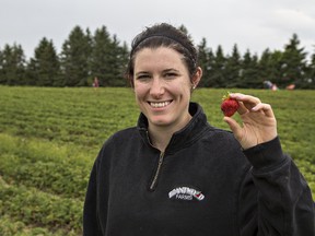 Kara Pate, of Brantwood Farms on Powerline Road, says this year's strawberry crop is robust.  (Brian Thompson/The Expositor)