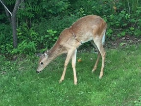 A recent picture of a deer with a band around its belly will be receiving some help from the Ministry of Natural Resources and Forestry. Ministry officials were in West Ferris however they couldn't locate the deer, they are returning to the scene in hopes of tranquilizing the animal.