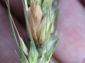 Wheat florets with fusarium head blight and showing orangish sporulation.