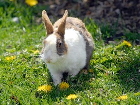 File photo: One of Canmore's numerous feral rabbits eats dandilions.The winter trapping program will resume shortly and seems to be gaining widespread acceptance in the community in its second year. Postmedia Network.