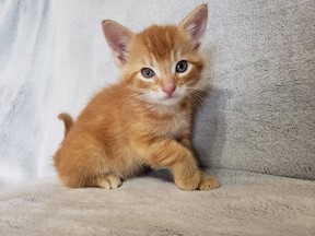 Police are investigating after this kitten was tossed from a moving vehicle in Simcoe on Tuesday afternoon. The kitten was treated for injuries at a local veterinarian office and has since been taken home by its rescuer. Norfolk OPP/Twitter