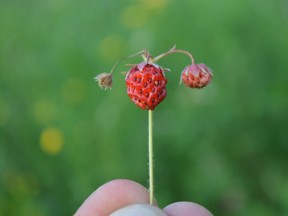 A ripe wild strawberry tempts the photographer during a visit to a berry patch north of Maley Drive on Wednesday evening. (Jim Moodie/Sudbury Star)
