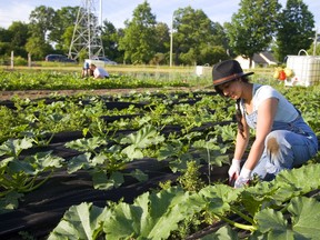 Urban Roots volunteer Mariam Waliji weeds the zucchini and squash rows at their garden plot located off of Hamilton Road near Highbury Avenue. (Mike Hensen/Postmedia News)