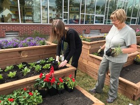 Young families listened to stories, made a flower craft and planted pansies in the library’s new planter boxes as part of the Fort Saskatchewan Public Library’s junior gardeners program on June 23.