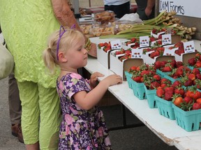A young visitor to the Morden Farmers' Market prepares to select a basket of strawberries on the market's opening day June 21.