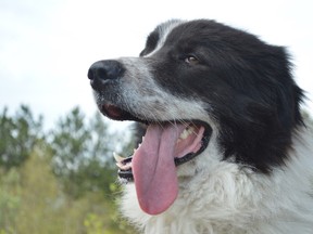 Puffin, a Newfie mix, is pooched after a walk on a hot day. Fortunately he is going to get a big bowl of water and cool off in the shade — and an air-conditioned room — after this excursion. (Jim Moodie/Sudbury Star)