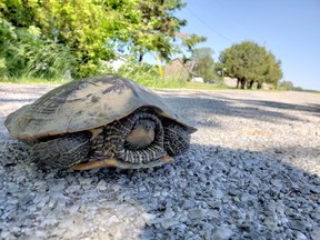 Jason Homewood of the Lower Thames Valley Conservation Authority shared this image of a turtle crossing a road looking for a nesting spot on his Twitter account on June 14. He has spotted several turtles which have been hit by vehicles. (Handout)