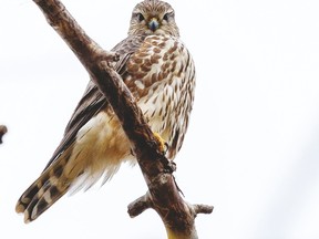 Members of the Leduc Wildlife Conservation Society were busy this Spring, with the annual Spring Bird Count, handing out bee boxes and pollinator garden creation, the Pitch In event at Deer Creek in April, planting 100 Black Spruce at Deer Creek on June 12 and readying Merlin hack box for placement on the grain elevator. (Submitted)