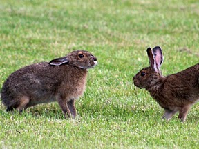 Outdoors photo rabbits