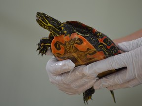 Gloria Morissette of Turtle Pond Wildlife Centre holds a western painted turtle that arrived from Dryden with a hairline fracture in its shell. (Jim Moodie/Sudbury Star)