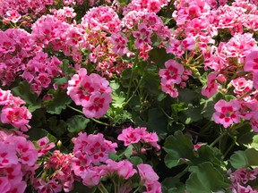 Supplied photo
If non-stop, low maintenance colour appeals to you, plant Dusty Miller and Geraniums.