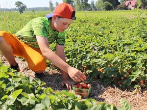 Ryan Hubbard, 11, picks strawberries at Walch Family Strawberries on Friday, June 29, 2018 in Stratford, Ont. Terry Bridge/Stratford Beacon Herald/Postmedia Network