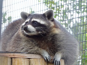 A portly raccoon takes a break from scavening. According to recent research through Laurentian University, a diet of human scraps is increasing body mass and blood glucose in raccoon populations. (Postmedia photo)