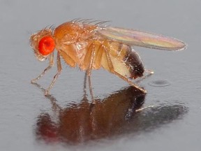 Fruit flies can’t freeze and survive, so researchers hyopethesize they hide away in basements during cold spells. (Postmedia photo)