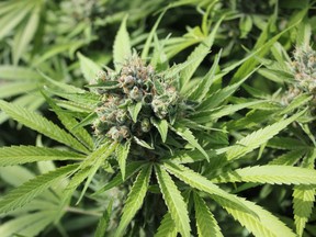 A cannabis plant is seen growing at Tiverton's 7ACRES facility. (Troy Patterson/Kincardine News and Lucknow Sentinel)