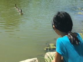 Maya Brauer admires a group of Canada geese consisting of two adults and four babies swimming in the pond at Waterworks Park Friday afternoon. Along with Pinafore Park and Lake Margaret, the park is the target of a city goose management program. The city has hired a contractor to coat goose eggs with non-toxic oil, which stops the egg from hatching. (Laura Broadley/Times-Journal)