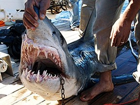 A fisherman holds the shark which was identified by an Egyptian diver as the shark which attacked four tourists in the Red Sea resort of Sharm el-Sheikh December 2, 2010. (REUTERS/Stringer)