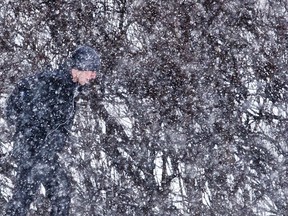 A man walks in the driving snow during a winter storm Wednesday. (Errol McGihon/Ottawa Sun)