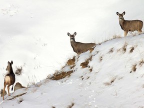 Mule deer stop for a moment in the snow-covered badlands near Wardlow, Alta, on Jan. 26, 2011. (MIKE DREW/QMI Agency)