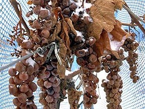 Icewine grapes await harvest at a Jordan, Ont. winery, near St. Catharines. (QMI Agency)
